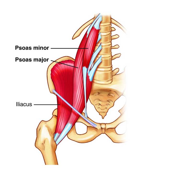 Do you know what your Psoas does?